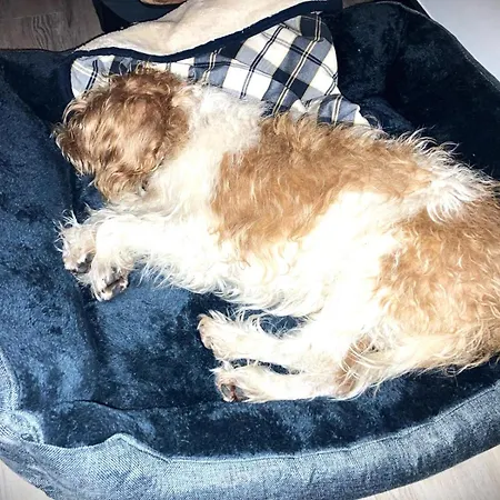 Harzbeat Apartment *